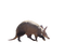 Aardvark PNG File Download Free