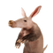 Aardvark PNG Free Image