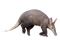 Aardvark PNG Photo