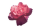 Aesthetic Flower PNG Clipart