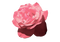 Aesthetic Flower PNG Image