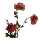 Aesthetic Flower PNG