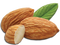 Almond PNG Picture