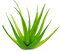 Aloe Vera Gel PNG Image