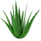 Aloe Vera Gel PNG Transparent HD Photo