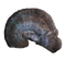 Ammonite Fossils PNG Clipart