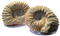 Ammonite Fossils PNG Image