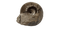 Ammonite Fossils PNG