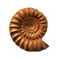 Ammonite Fossils Transparent