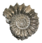 Ammonite Fossils