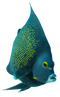 Angelfish PNG Clipart