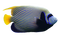 Angelfish PNG File Download Free