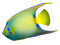 Angelfish PNG Free Download