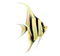 Angelfish PNG Free Image