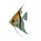 Angelfish PNG HD Image