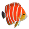 Angelfish PNG High Quality Image