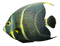 Angelfish PNG Image File