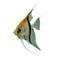 Angelfish PNG Images