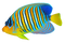 Angelfish PNG Photo