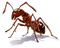 Ant Free Download PNG