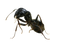 Ant Free PNG Image