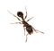 Ant PNG File