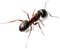 Ant PNG Picture