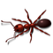 Ant PNG