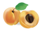 Apricot PNG Image