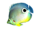 Aquarium Angelfish PNG File