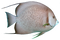 Aquarium Angelfish PNG High Quality Image