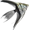 Aquarium Angelfish PNG Pic