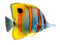 Aquarium Angelfish PNG Picture