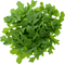 Arugula Leaves PNG Free Download