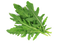 Arugula Leaves PNG Free Image