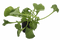 Arugula PNG Clipart