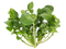 Arugula PNG Download Image