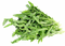 Arugula PNG Free Download