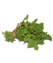 Arugula PNG High Quality Image