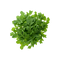 Arugula PNG Image