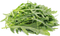 Arugula PNG Picture