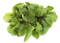 Arugula