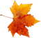 Autumn Free PNG Image