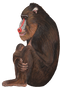 Baboon PNG