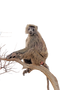 Baboon Transparent