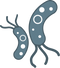 Bacteria PNG File