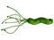 Bacteria PNG Pic