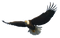 Bald Eagle Free PNG Image