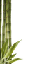 Bamboo Free Download PNG