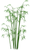 Bamboo PNG Image